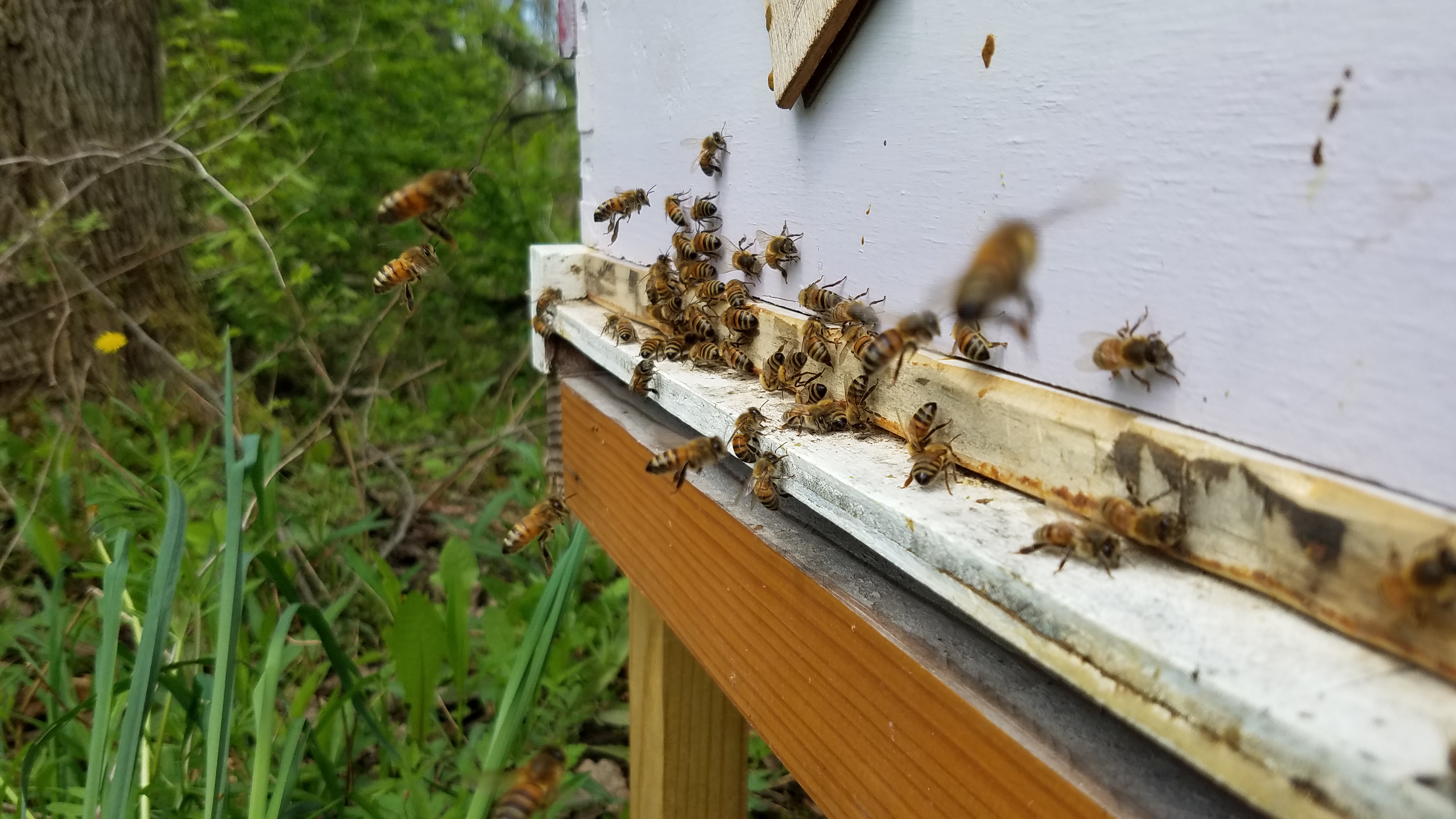 Original Hive Location 