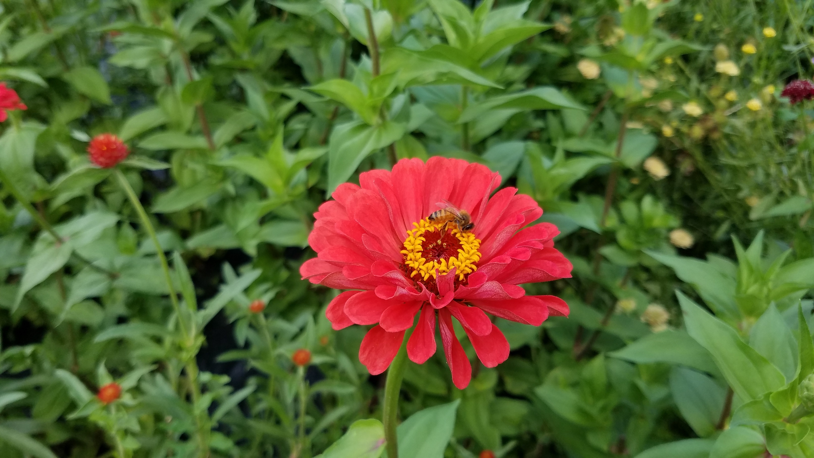Bee on red flower.