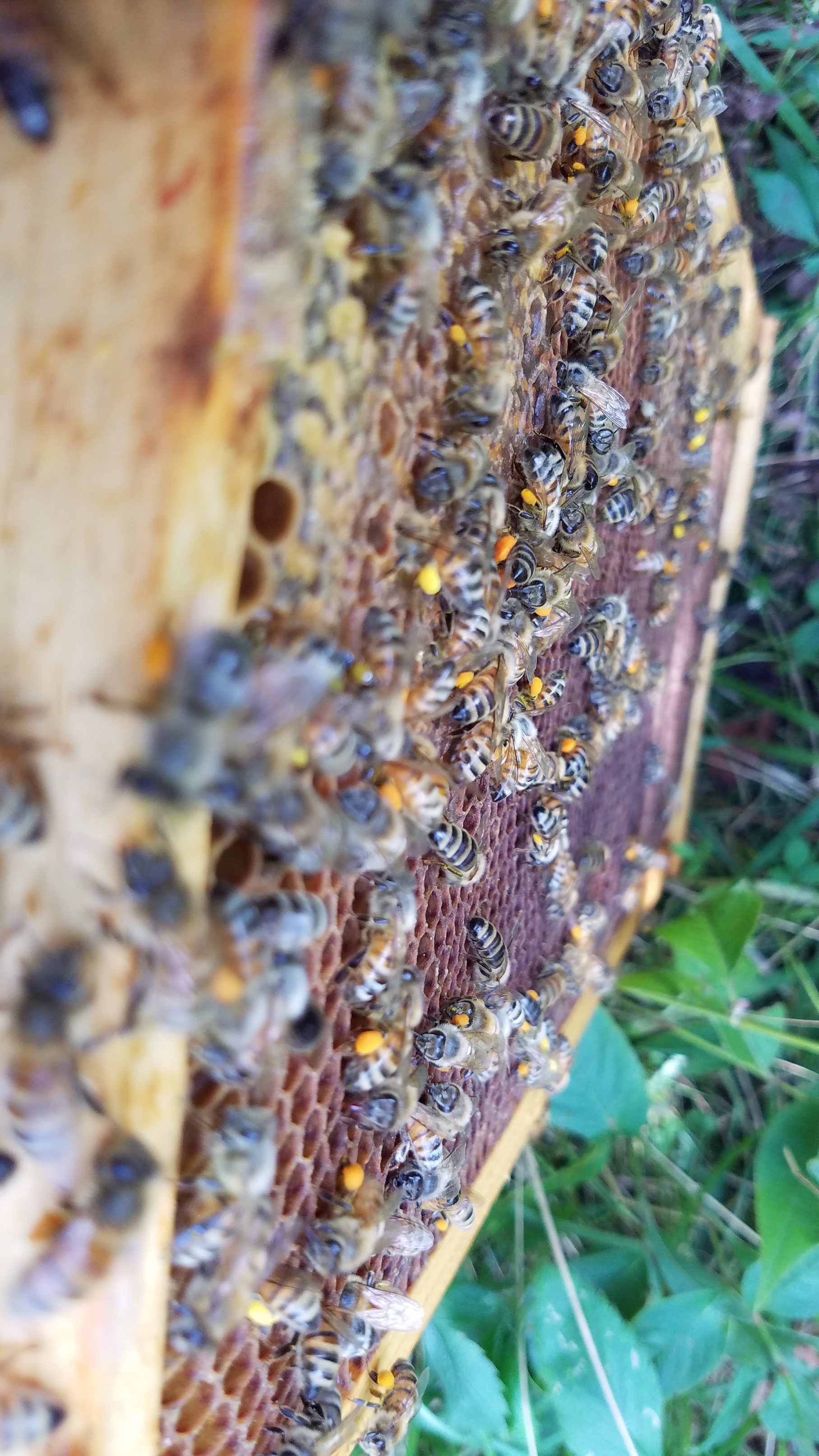 Honey bees with pollen on their feet. 