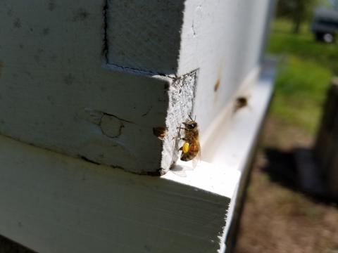 bee on hive
