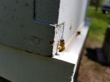 bee on hive