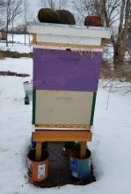 Hive in the snow.