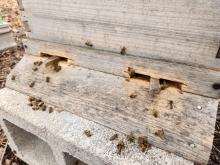Honey Bees outside hive.